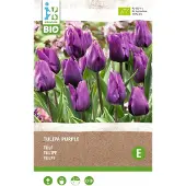 Intratuin Biologische Bloembollen Tulp (Tulipa) Donkerpaars 6 Stuks