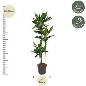 Merkloos Dracaena Janet Lind in pot