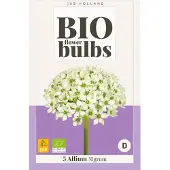 JUB Allium nigrum - , 5 bollen