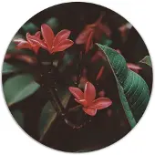 Label2X - Muurcirkel red boom - Ø 70 cm - Dibond - Multicolor - Wandcirkel - Rond Schilderij - Muurdecoratie Cirkel - Wandecoratie rond - Decoratie voor woonkamer of slaapkamer