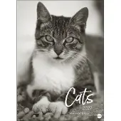 Merkloos XXL Kalender 2027 - Elegante katten in zwart-wit