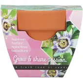 Buzzy Groeicadeautje Passiflora