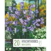 Kapiteyn Bloembollen Hyacinthoides Non-Scripta – 20 stuks – Boshyacint – Voorjaarsbloeier