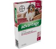 Advantage Hond 4 Pipetten - 250 VANAF 10 KG