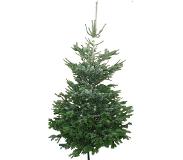 Warentuin Collection Kerstboom Warentuin Nordman A - kwaliteit Abies Nordmanniana 175 - 200m gezaagd Warentuin Natuurlijk (groen)