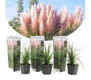 Plant in a Box Cortaderia selloana - Set van 3 - Siergras - Roze - Pot 9cm - Hoogte 25-40cm Pampas x3 - Pink