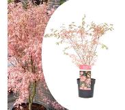 Plant in a Box Japanse esdoorn 'Taylor' - Acer palmatum - Pot 19cm - Hoogte 50-60cm Acer P19 Taylor
