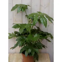 Warentuin Collection Fatsia Vingerplant 60 cm kamerplant