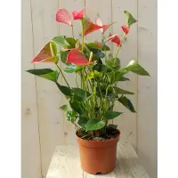 Warentuin Collection Flamingoplant Anthurium roze 60 cm Kamerplant