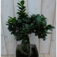 Warentuin Collection Bonsai Ficus Microcarpa 50 cm kamerplant