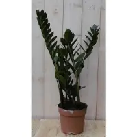 Warentuin Collection Emerald palm Zamioculcas potmaat 22 cm H40-60 cm kamerplant