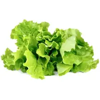 Click & Grow Refill - Groene sla