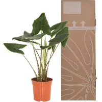 Green bubble Alocasia Zebrina - 100cm