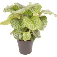 Green bubble Calathea Orbifolia - 70cm