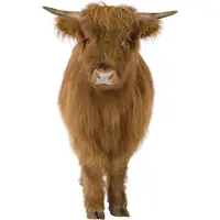 VAN IKKE Muursticker Schotse Hooglander XL
