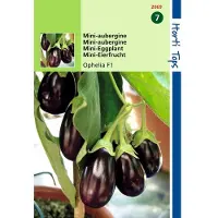 Hortitops 2 stuks Hortitops Aubergine Patio Baby F1 (vh mini Ophelia F1) hybride