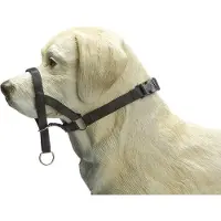 Beeztees Hondenhalsband Dog Control Zwart L