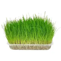 Flamingo Kattengras 6 x 100 g
