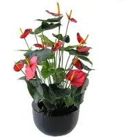 Maxifleur Kunstplanten Anthurium Deluxe rood 80cm