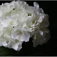 Maxifleur Kunstplanten Hortensia deluxe kunstplant 45cm - crème