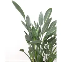 Green bubble Strelitzia Reginae - 140cm