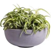 Vase the World Bloempot Ducos mat zwart/grijs fiberstone Ø33 x H15 cm | Binnen & Buiten