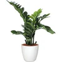 Maxifleur Kunstplanten Zamioculcas kunstplant 65cm