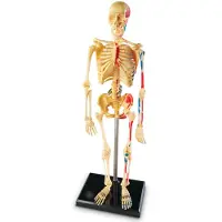 Learning Resources Human anatomy model - menselijke anatomie model - het skelet - 8+