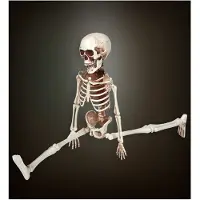 Widmann Mooi nep skelet 50cm voor halloween