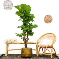 Planteda Ficus Lyrata vertakt - 180cm - ⌀30