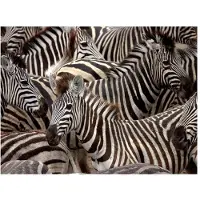 Artgeist Fotobehang - Kudde zebra's