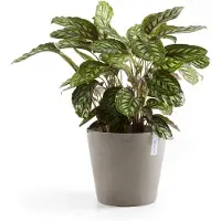 Ecopot's Bloempot Amsterdam 30 cm Taupe