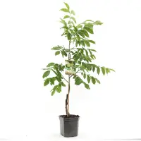 Warentuin Juglans Regia Broadview Spil (Vered