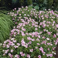 GP 12 x Geranium 'Wargrave Pink' - Bodembedekker / Winterharde Tuinplant - Ooievaarsbek 'Wargrave Pink' in 9x9cm pot met hoogte 5-10cm