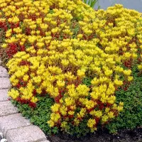 GP 25 x Vetkruid of Muurpeper Rood|Groen - Bodembedekker Wintergroen - Sedum Oreganum in 9x9cm pot met hoogte 5-10cm