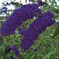 GP 12 x Vlinderstruik Empire Blue Blauw|Paars - Bijen en Vlinders in uw Tuin - Buddleja 'Empire Blue' in C2(liter) pot met hoogte 20-40cm