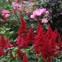 GP 50 x Pluimspirea Rood - Bloeiende Winterharde Vaste Plant - Astilbe Fanal in 9x9cm pot met hoogte 5-10cm
