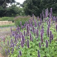 GP 12 x Dropplant / Anijsplant Zwart|Paars - Bloeiende Winterharde Vaste Plant - Agastache 'Black Adder' in 9x9 pot met hoogte 0-10 cm