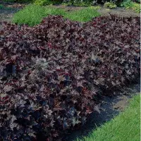 GP 25 x Purperklokje Paars - Bodembedekker Winterhard - Heuchera micantha 'Palace Purple' in 9x9cm pot met hoogte 5-10cm