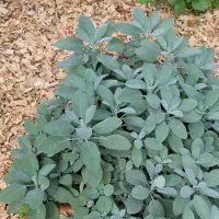 GP 12 x Echte Salie XL - Kruidenplanten Tuinplant Winterhard - Salvia officinalis in C2(liter) pot met hoogte 0-30cm