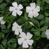 GP 25 x Maagdenpalm Wit - Bodembedekkers - Winterharde Tuinplanten - Vaste Planten - Vinca minor 'Gertrude Jekyll' in 9x9cm pot met hoogte 5-10cm