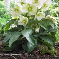 GP 8 x Kerstroos XL Wit - Wintergroene Vaste Plant - Helleborus niger in C2(liter) pot met hoogte 0 - 30cm