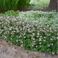 GP 4 x Ooievaarsbek XL Wit - Winterharde Bodembedekker - Geranium Biokovo in C2(liter) pot met hoogte 0 - 30cm