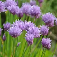 GP 25 x Bieslook Kruidenplant - Tuinkruiden Kweken - Allium schoenoprasum in 9x9cm pot met hoogte 5-10cm