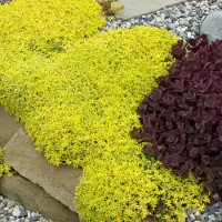 GP 12 x Vetkruid of Muurpeper Geel|Groen - Bodembedekker Winterhard - Sedum acre Aureum in 9x9cm pot met hoogte 5-10cm