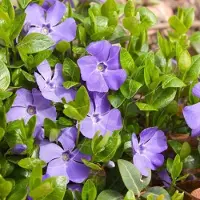 GP 4 x Grote Maagdenpalm XL Blauw - Wintergroene Bodembedekker - Vinca major in C2(liter) pot met hoogte 0 - 30cm