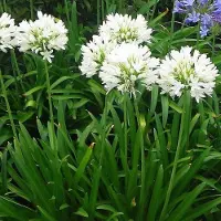 GP 12 x Afrikaanse Lelie Wit - Tuberoos of Kaapse Lelie - Agapanthus africanus 'Albus' in 9x9cm pot met hoogte 0-10cm