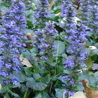 GP 12 x Kruipend Zenegroen Blauw|Groen - Bodembedekker Wintergroen - Ajuga reptans 'Catlin's Giant' in 9x9cm pot met hoogte 5-10cm