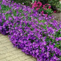 GP 12 x Klokjesbloem Blauw - Wintergroene Bodembedekker - Campanula Portenschlagiana in 9x9cm pot met hoogte 5-10cm