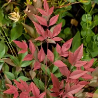 GP 8 x Nandina domestica Obsessed - Hemelse bamboe in C2 pot met hoogte 10-20cm